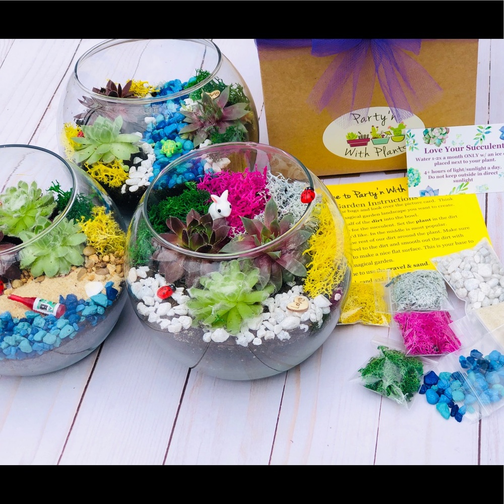 Succulent Terrarium Kit, Cactus terrarium Kit DIY